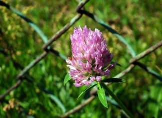 Siatka ogrodnicza – jaka najlepsza? Siatka ogrodnicza