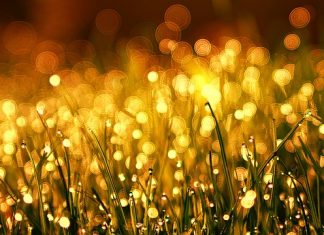 Trawa dekoracyjna – jak wybrać idealną