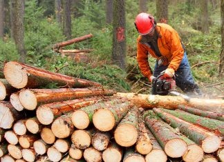 Piła łańcuchowa w każdym gospodarstwie – wybierz swoją