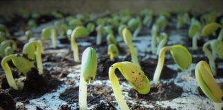 Co oznacza skrót soi?