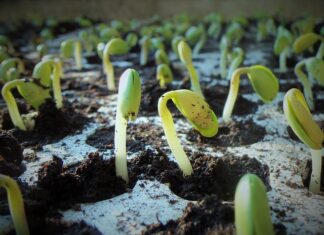 Co oznacza skrót soi? Co oznacza skrót soi?