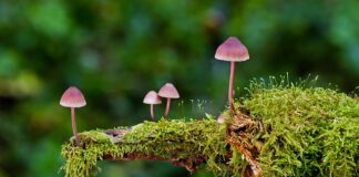 Jakie są rodzaje ogrodzeń?