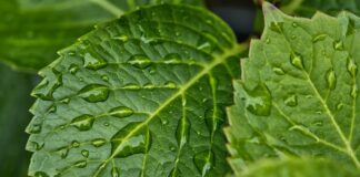 Jak pozbyć się wilgoci z lampy?