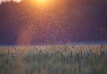 Jakich ziół nie lubią komary?