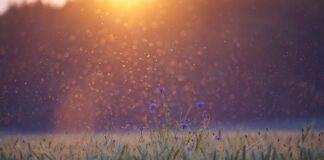 Jakich ziół nie lubią komary?