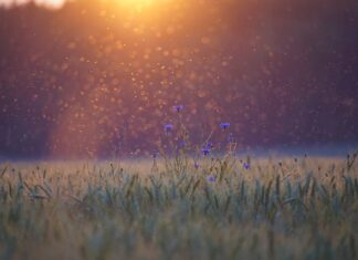 Jakich ziół nie lubią komary? Jakich ziół nie lubią komary?