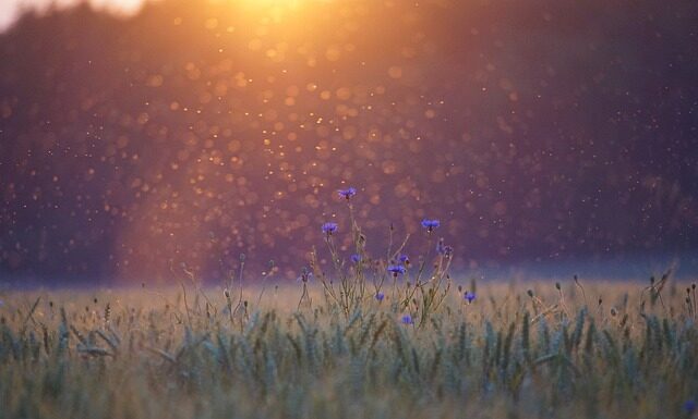 Jakich ziół nie lubią komary?