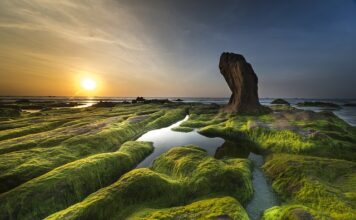 Jaka ryba na glony w stawie?