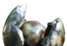 Ile kosztuje regeneracja kloszy?