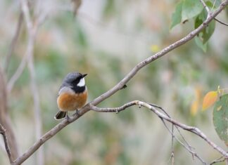 Jak zamontować gwizdki odstraszające zwierzęta? Jak zamontować gwizdki odstraszające zwierzęta?