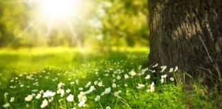 Jakie kwiaty do ogrodu od wiosny do jesieni?