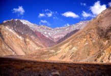 Jaka żyrafa do gipsu forum?