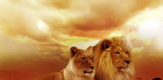 Jak odstraszyć koty z ogrodu forum?