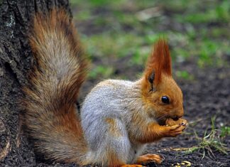 Co mnie gryzie w nocy?