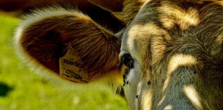 Dlaczego mam tyle much w domu?