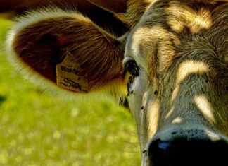 Dlaczego mam tyle much w domu?