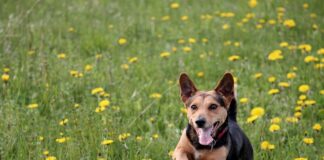 Co zamiast wylewki na ogrzewanie podłogowe?