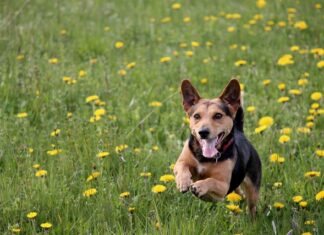 Co zamiast wylewki na ogrzewanie podłogowe?
