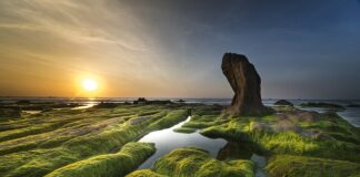 Jak usunąć glony z tarasu?