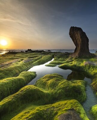 Jak usunąć glony z tarasu?