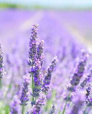 Dlaczego lawenda odstrasza?