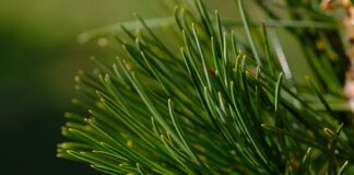 Jak pozbyć się igliwia?