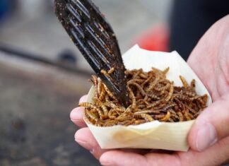 Czego nie lubią robaki? Czego nie lubią robaki?