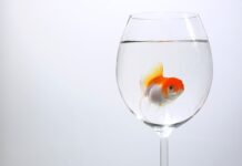 Czy Welonki można trzymać w oczku wodnym?