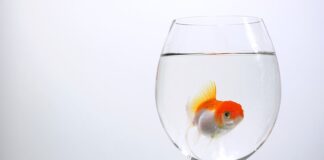 Czy Welonki można trzymać w oczku wodnym?