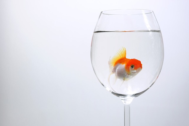 Czy Welonki można trzymać w oczku wodnym? Czy Welonki można trzymać w oczku wodnym?