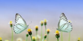 Jaki zapach odstrasza owady?