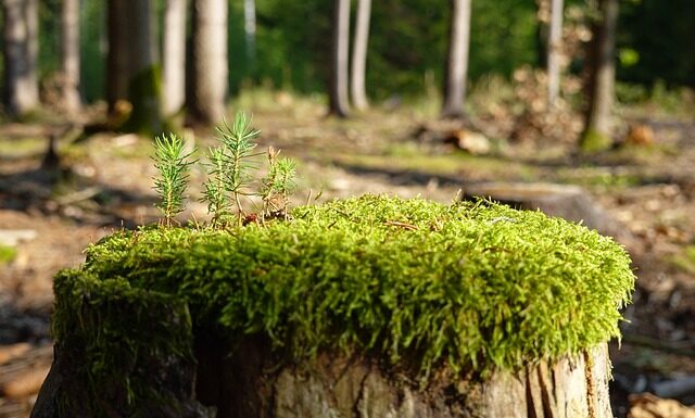 Jak zregenerować lampy?