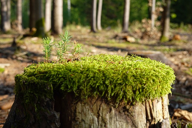 Jak zregenerować lampy? Jak zregenerować lampy?