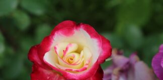 Kiedy odmowa dodatku węglowego?