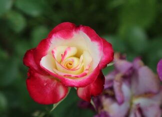 Kiedy odmowa dodatku węglowego?