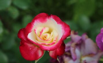 Kiedy odmowa dodatku węglowego?