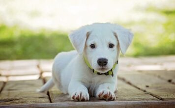 Jak humanitarnie pozbyć się psa? Jak humanitarnie pozbyć się psa?