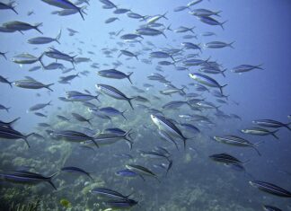 Ile ryb powinno być w oczku wodnym? Ile ryb powinno być w oczku wodnym?