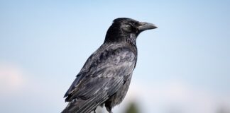 Ile kosztuje zwykła siatka ogrodzeniowa?