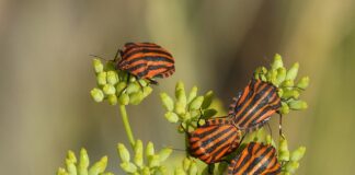 Jak naprawić porysowany reflektor?