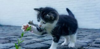 Czym zaimpregnować kamień polny?