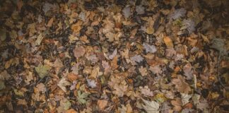 Jak pozbyć się liści z kamienia?