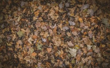 Jak pozbyć się liści z kamienia?