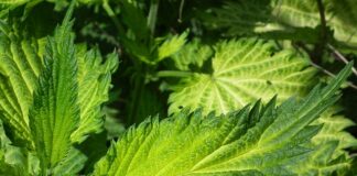 Czy pokrzywa odstrasza owady?