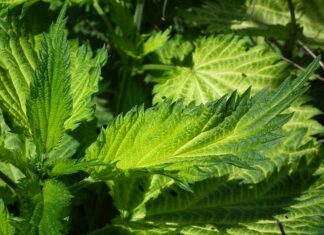 Czy pokrzywa odstrasza owady? Czy pokrzywa odstrasza owady?