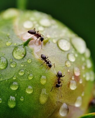 Czy popiół jest skuteczny na mrówki?