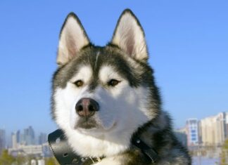 Czym odkurzać popiół? Czym odkurzać popiół?