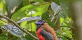 Jak zapobiec ukąszeniu?