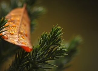 Jak wysokie mogą być tuje przy płocie? Jak wysokie mogą być tuje przy płocie?