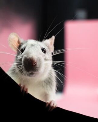 Kto jest naturalnym wrogiem szczura?